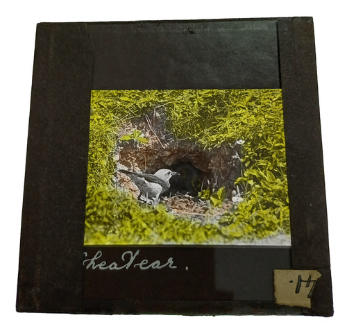Rare kearton hand coloured - rare, hand-coloured