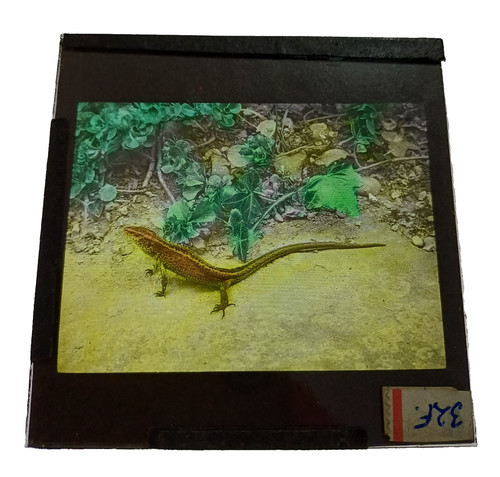 Rare hand coloured kearton - rare, hand-coloured